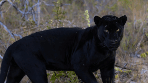Onça-preta | Com raro melanismo, felino é clicado pela 1ª vez em reserva de GO