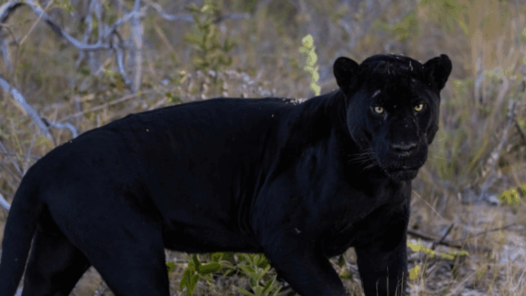 Onça-preta | Com raro melanismo, felino é clicado pela 1ª vez em reserva de GO