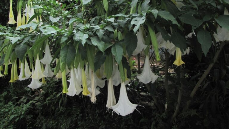 Sopro do diabo | Como remédio usado contra enjoos virou peça central de crimes