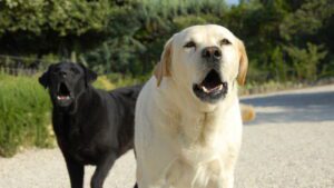 "Aborrecimento comum à convivência": Justiça nega ação de morador contra condomínio que alegou perturbação por latidos de cães