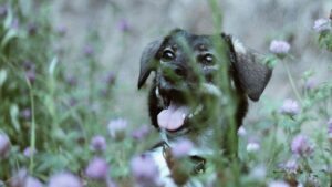 Afinal de contas, por que cães e gatos comem grama?