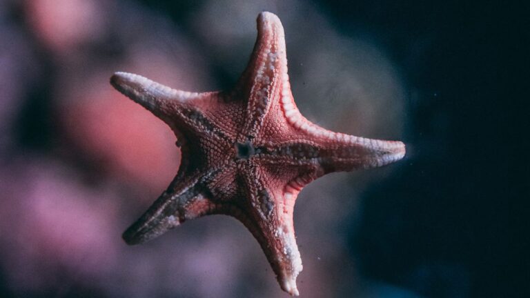 Cientistas identificam culpado por doença que matou bilhões de estrelas-do-mar