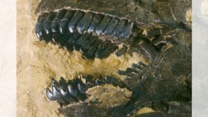 Cientistas usam dente do T.rex para reconstruir o ar que dinossauros respiravam