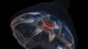 Há uma barreira misteriosa no oceano que águas-vivas não conseguem atravessar