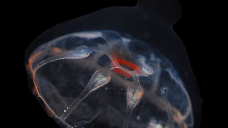 Há uma barreira misteriosa no oceano que águas-vivas não conseguem atravessar