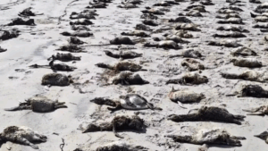 Mais de 700 pinguins são encontrados mortos no litoral de SP; saiba por que