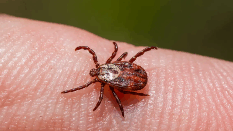 Uma doença que causa alergia a carne está se espalhando por causa de um inseto