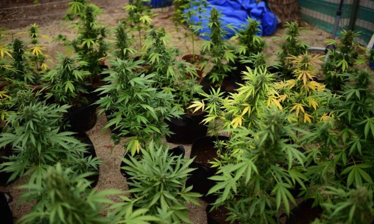 Juiz autoriza paciente a cultivar anualmente 279 pés de cannabis para uso medicinal