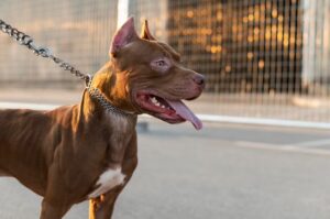 Entidades de defesa dos animais vão ao STF contra normas que proíbem criação e comercialização de pit bulls em SC