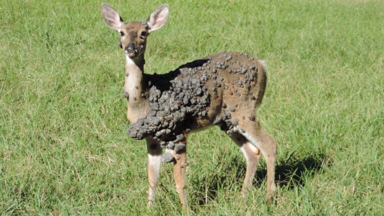 É VERDADE que veados foram vistos com verrugas gigantes nos Estados Unidos