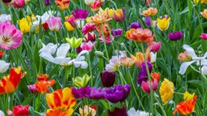 Equinócio de Primavera | Chegada da estação terá mudança de clima em todo Brasil