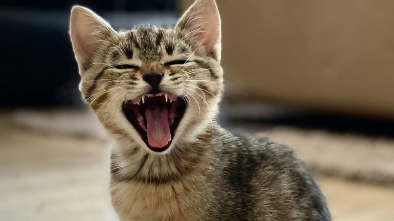 Existe uma técnica simples para você se comunicar com seu gato usando os olhos