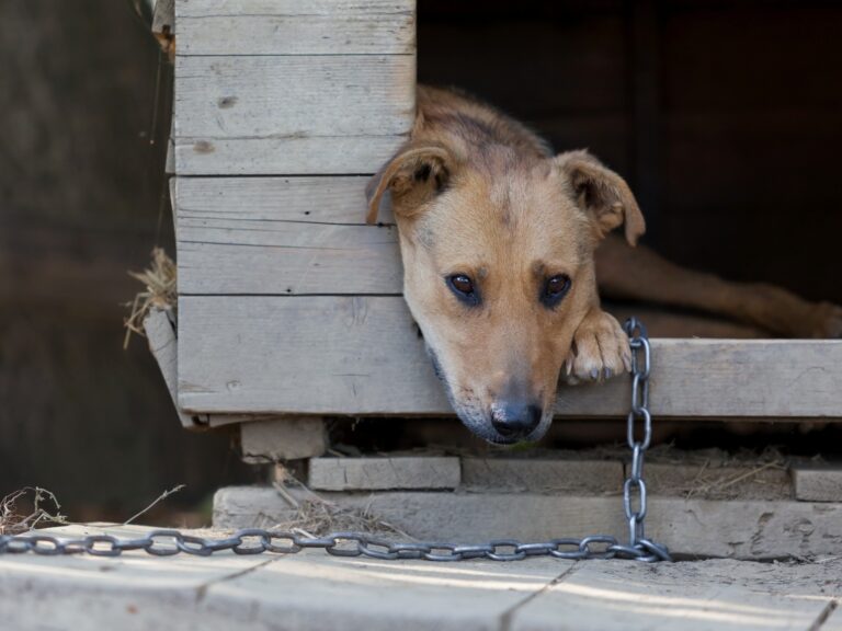 Desembargadores do TJ-PE aprovam Juizado criminal para proteção dos pets vítimas de maus-tratos e meio ambiente