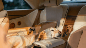 Casal gasta valor absurdo em Rolls-Royce feito para homenagear seu cachorro