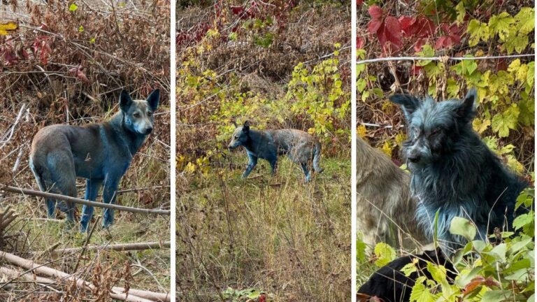 É VERDADE que cães de Chernobyl estão ficando azuis — e motivo pode ser nojento