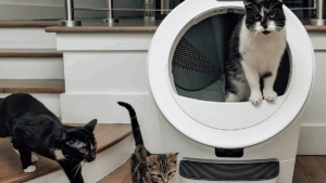 Esqueça a caixa de areia | Robô usa duas câmeras, IA e reconhece até cinco gatos