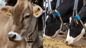 Esqueça os sinos | As vacas agora usam os seus próprios wearables no pescoço