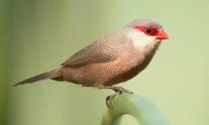 Justiça anula multa do Ibama e aplica perspectiva de gênero em caso de aves silvestres mantidas em cativeiro por mulher sem autorização