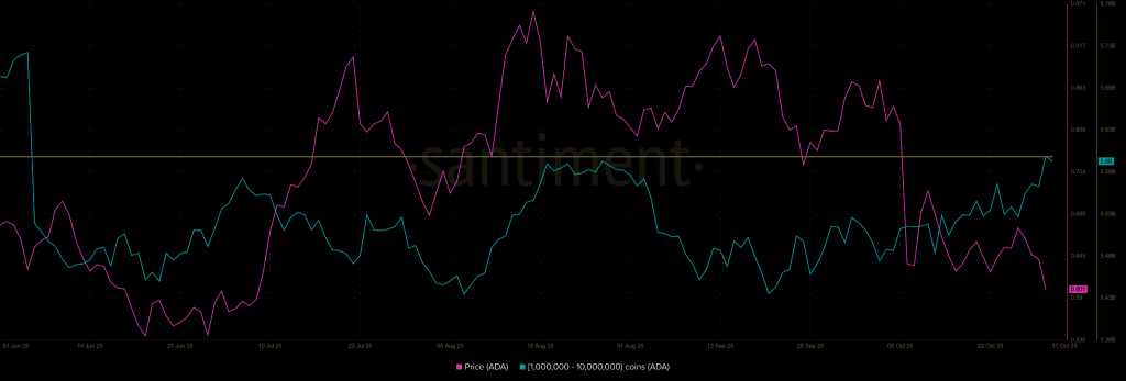 Previsão de preço de Cardano para novembro de 2025: acumulação de baleias sinaliza recuperação para US$ 1