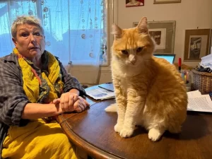 Justiça da França condena gato a prisão domiciliar após vizinho acusar felino de frequentemente invadir e impedir uso do quintal