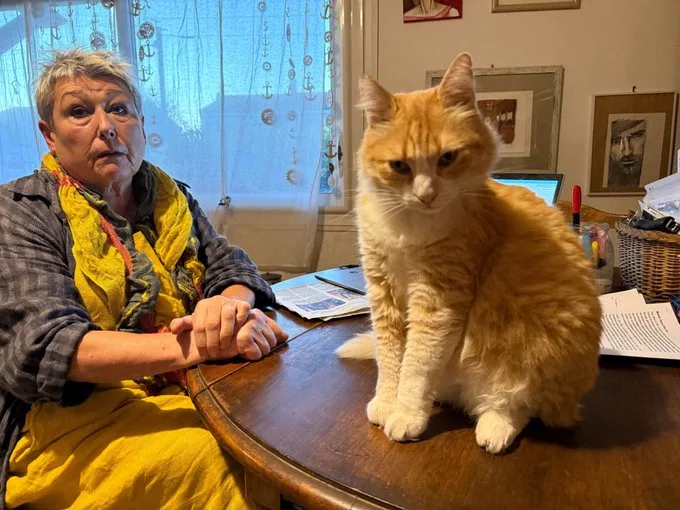 Justiça da França condena gato a prisão domiciliar após vizinho acusar felino de frequentemente invadir e impedir uso do quintal