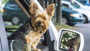 5 dicas para quem vai viajar com o animalzinho de estimação