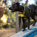 Justiça do DF condena empresa de adestramento por morte de cachorro durante treinamento