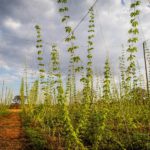 Carf mantém tributação de ganho de capital por venda de imóvel rural a estrangeiros