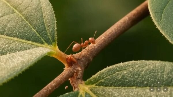 Nova IA do Google gera mundos estilo Zelda e Minecraft em tempo real