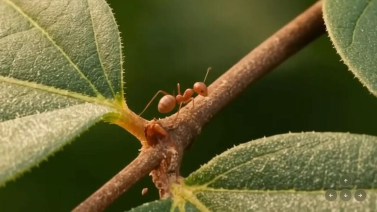 Nova IA do Google gera mundos estilo Zelda e Minecraft em tempo real