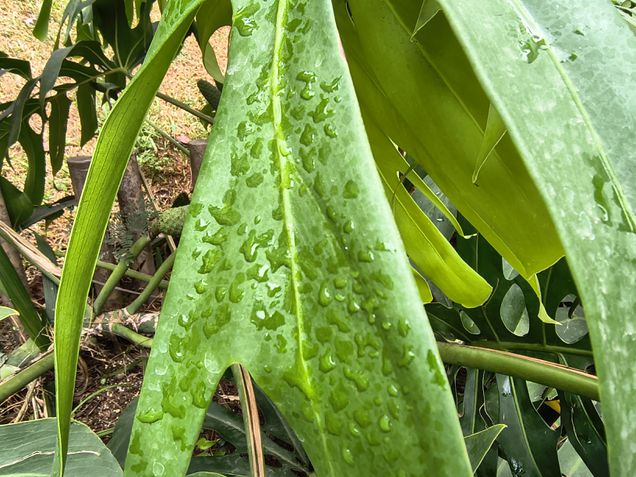 Moto G86 - C&acirc;mera ultrawide / modo macro