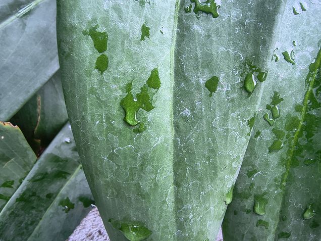 Moto G86 - C&acirc;mera ultrawide / modo macro