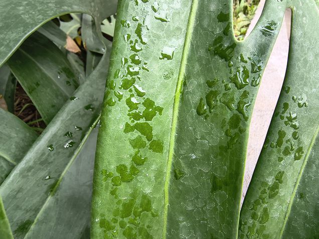 Moto G86 - C&acirc;mera ultrawide / modo macro