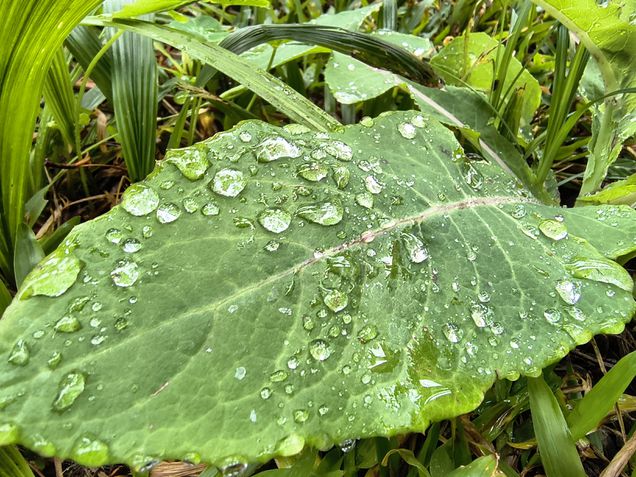 Moto G86 - C&acirc;mera ultrawide / modo macro