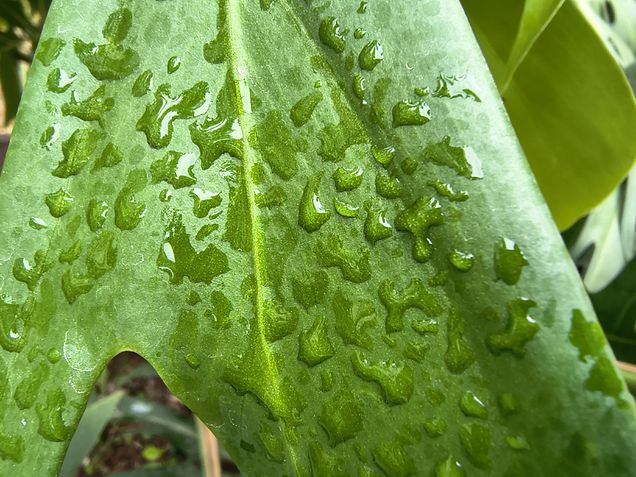 Moto G86 - C&acirc;mera ultrawide / modo macro