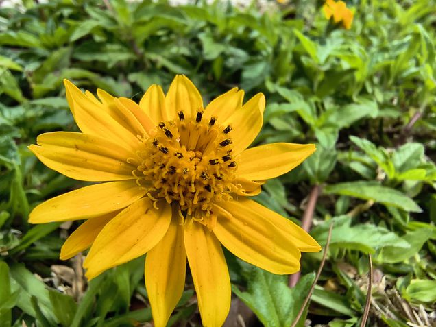 Moto G86 - C&acirc;mera ultrawide / modo macro