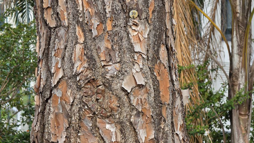 Galaxy S26 Ultra - teste de c&acirc;meras