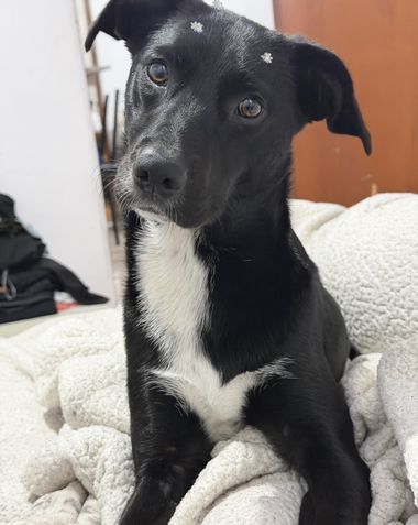 iPhone 17 Pro - C&acirc;mera principal