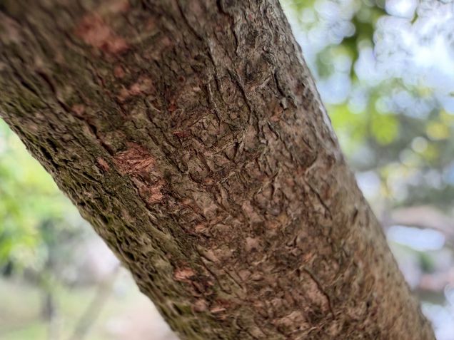 iPhone 17 Pro - modo macro autom&aacute;tico