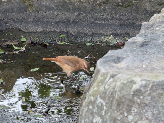 iPhone 17 Pro - C&acirc;mera perisc&oacute;pio/zoom 8x