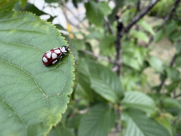 iPhone 17 Pro - modo macro autom&aacute;tico