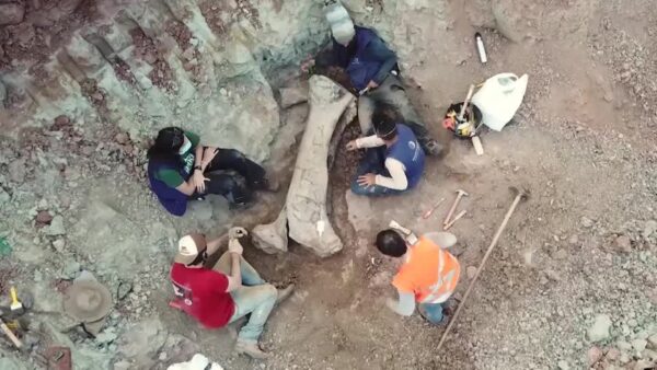 Dasosaurus tocantinensis