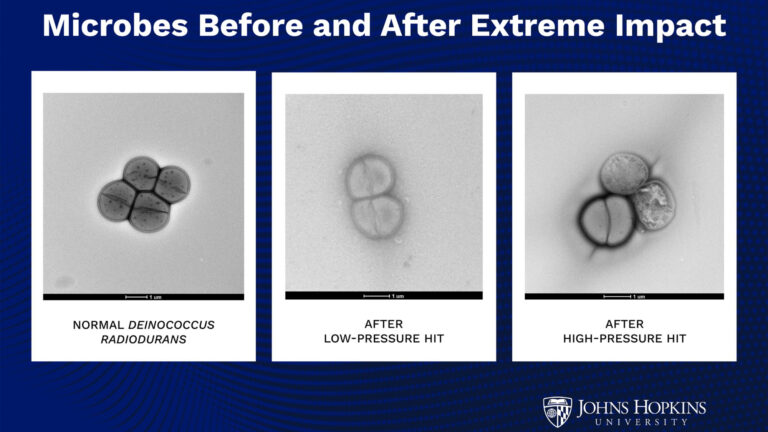 A vida na Terra realmente começou em Marte? Impactos de asteróides podem permitir que micróbios pulem no planeta, sugere estudo
