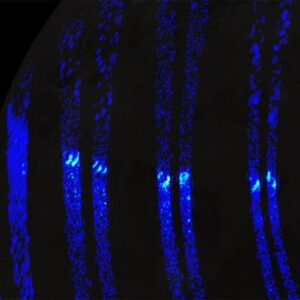 Auroras na lua gigante de Júpiter, Ganimedes, parecem as luzes do norte da Terra, revela nave espacial da NASA