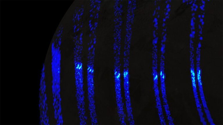Auroras na lua gigante de Júpiter, Ganimedes, parecem as luzes do norte da Terra, revela nave espacial da NASA