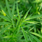 Cannabis: soberania sanitária e maturação de mercado