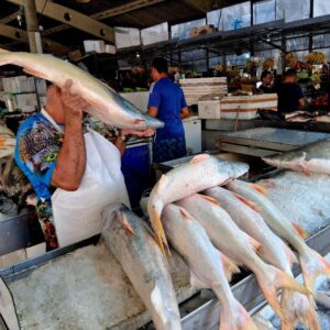 Espécies migratórias, áreas protegidas e conectividade: o Brasil na COP15 da CMS
