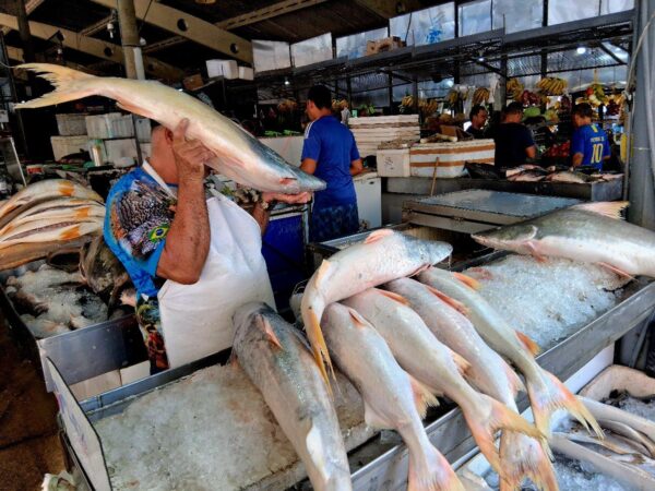 Espécies migratórias, áreas protegidas e conectividade: o Brasil na COP15 da CMS
