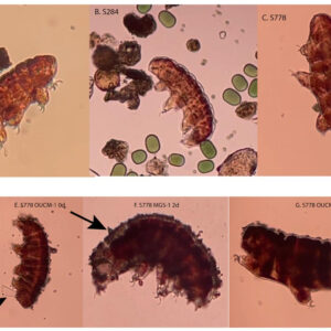 'Guerra dos Mundos' ao contrário? A sujeira de Marte pode ajudar a combater uma invasão microbiana da Terra