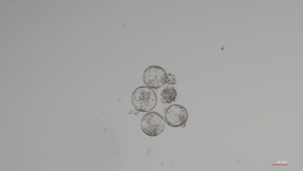 Os humanos podem ter bebês no espaço? Pode ser mais difícil do que o esperado